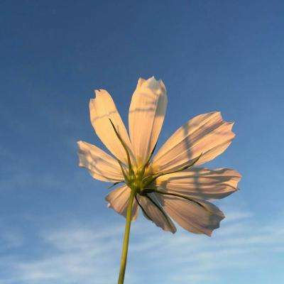 加拿大pc试玩平台