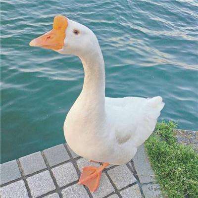 大四喜下载手机版