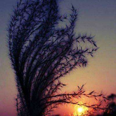 开元棋脾官方网站